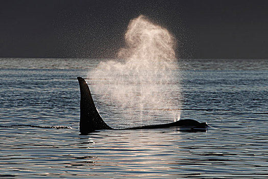 逆戟鲸,喷涌,威廉王子湾,阿拉斯加