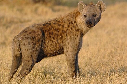 斑鬣狗,肖像,非洲