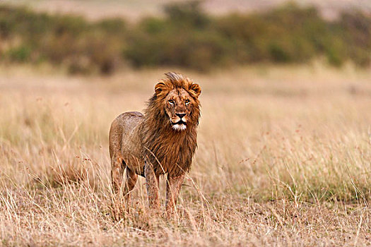 雄性,狮子,晨光,马赛马拉,肯尼亚,非洲