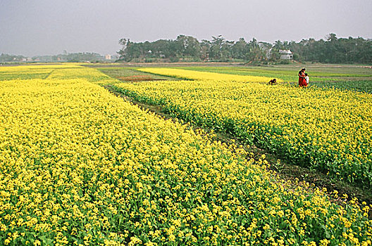芥末,地点,孟加拉,十二月,2007年
