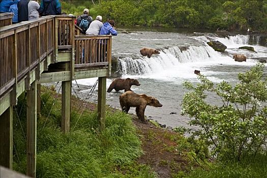 游人,风景,棕熊,红大马哈鱼,卡特麦国家公园,西南方,阿拉斯加