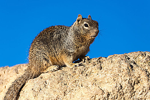 岩松鼠,岩石上,南缘,大峡谷国家公园,亚利桑那,美国,北美