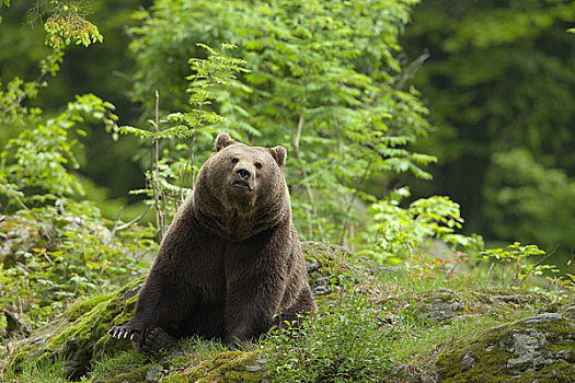 棕熊,巴伐利亚森林国家公园,巴伐利亚,德国
