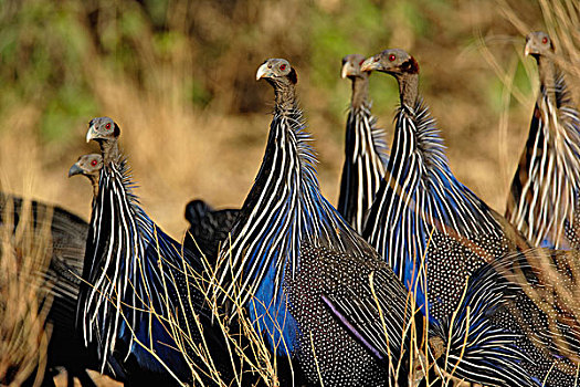 珍珠鸡,鹫珠鸡,桑布鲁野生动物保护区,肯尼亚