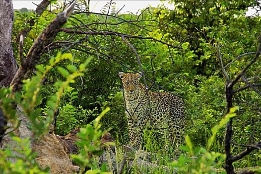 豹,站立,树桩,树林,禁猎区,南非