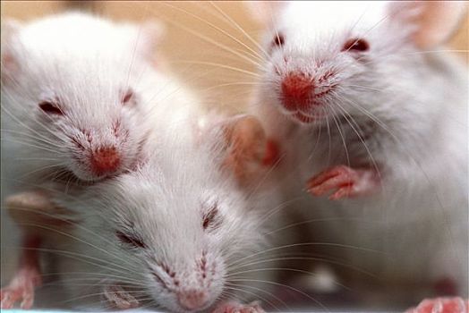 实验室,小鼠,部落,三个,困,星期,老,坐,一起