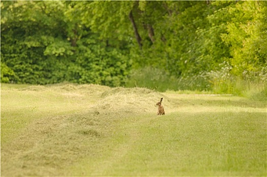 可爱,小,野兔,草地
