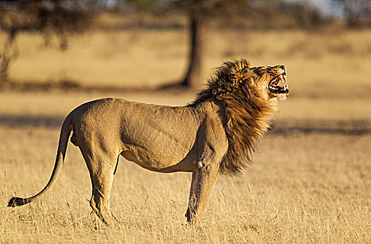 狮子,雄性,卡拉哈里沙漠,卡拉哈迪大羚羊国家公园,南非,非洲