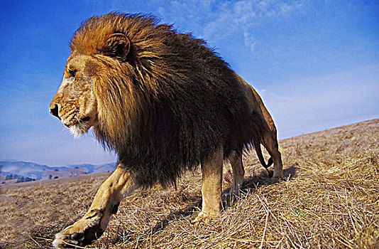 非洲狮,狮子,雄性,蓝天