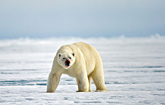 北极熊,北极,湾,巴芬岛,加拿大