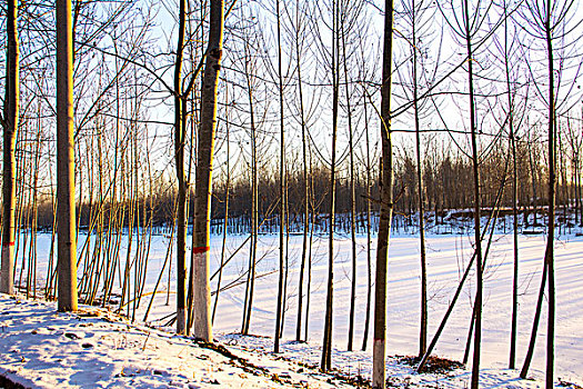 冬季清晨的树林