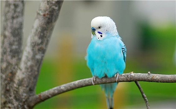 蓝色,鹦鹉,宠物,鸟