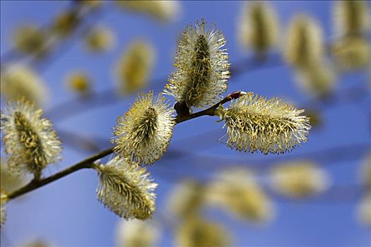 花,黄花柳