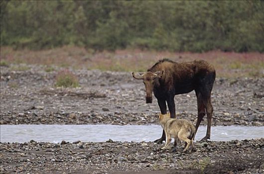 大灰狼,狼,攻击,驼鹿,美洲驼鹿,德纳利国家公园和自然保护区,阿拉斯加