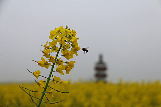 油菜花