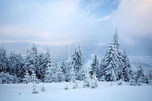 积雪,松树,树林,山