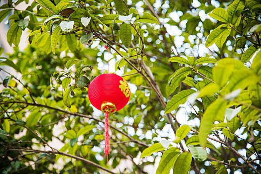悬挂在树枝上的红色小灯笼