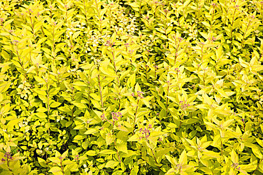 黄色灌木丛
