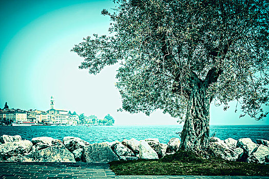 橄榄树,湖岸,湖,意大利