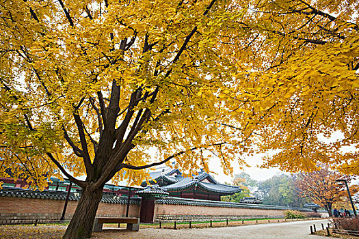 韩国,首尔,景福宫,秋叶