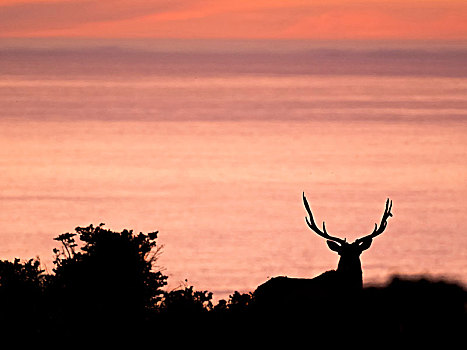 剪影,麋鹿,公鹿,鹿属,海岸,日落,雷斯岬,国家海岸,加利福尼亚,美国
