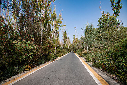 新疆泽普金胡杨国家森林园区公路