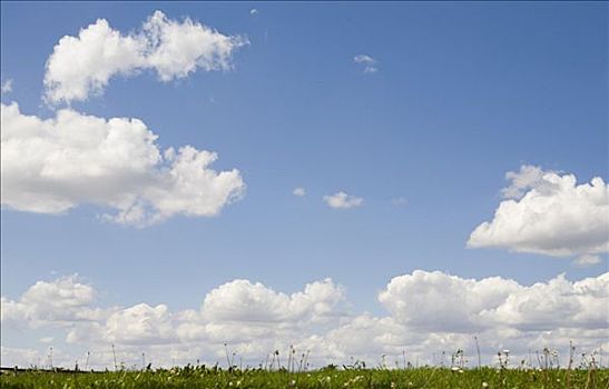 草地,天空,白云,夏天