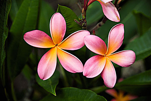 鸡蛋花,花,树上,植物园,夏威夷,美国