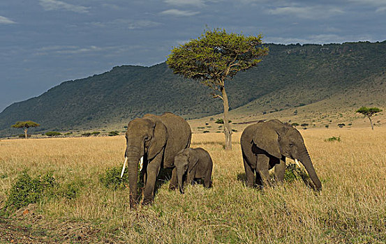 非洲象,三角形,马赛马拉国家保护区,肯尼亚,非洲