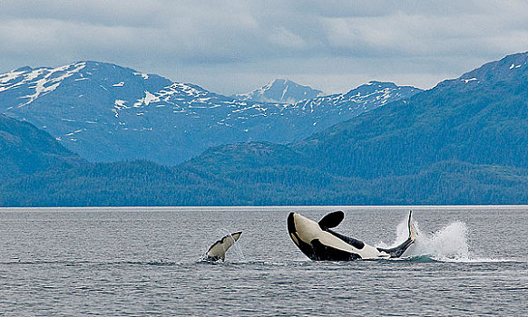 两个,逆戟鲸,短暂,游动,一起,威廉王子湾,阿拉斯加,夏天