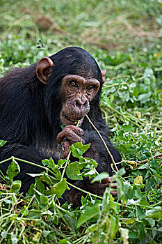 黑猩猩,类人猿,救助,幼仔,狮子,脱,枝条,叶子,乌干达