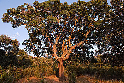 栓皮栎,西班牙栓皮栎,展示,树皮,埃斯特雷马杜拉,西班牙