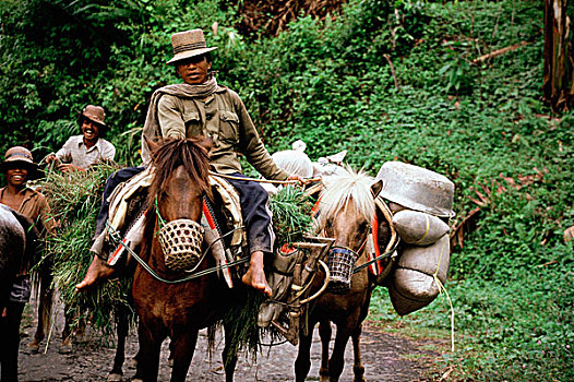 印度尼西亚,苏拉威西岛,骑手
