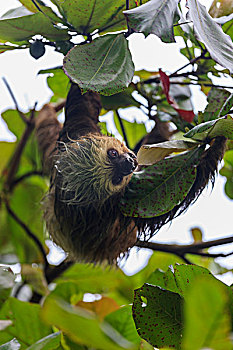 三趾树獭,曼纽尔安东尼奥国家公园,庞塔里纳,哥斯达黎加,中美洲