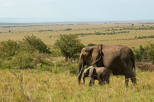 非洲象,幼兽,马赛马拉国家保护区,肯尼亚
