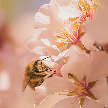 工蜂,蜜蜂,樱花