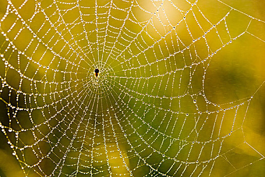 逆光,蜘蛛网,西奥多罗斯福国家公园,北达科他,美国