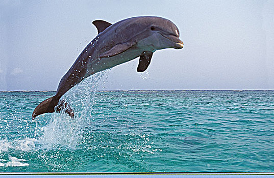 宽吻海豚,成年,跳跃