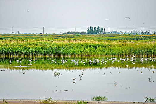 宁夏银川沙湖景观