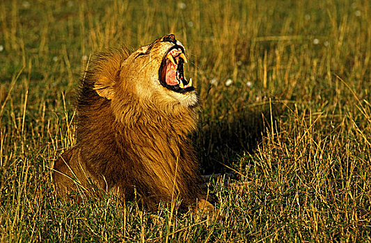 非洲狮,狮子,雄性,叫,肯尼亚