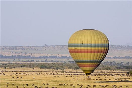 热气球,飞跃,角马,牧群,马赛马拉,三角形,肯尼亚