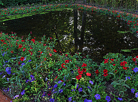 红色,蓝花,水塘