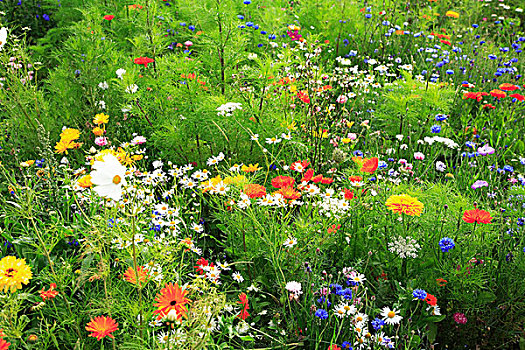 草地,野花,花地,花,植物,盛开,夏天,天宇,百日菊,春白菊,特写,矢车菊,彩色,不同,多彩,橙色,黄色