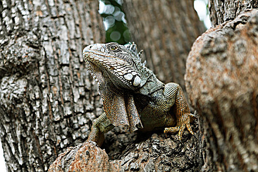 绿鬣蜥,成年,坐,树,瓜亚基尔,省,厄瓜多尔,南美