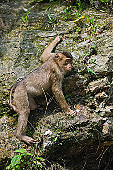 短尾猿,猪尾,攀登,向上,岩石,悬崖,北方,苏门答腊岛,印度尼西亚