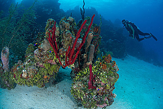 潜水,探索,质朴,珊瑚,头部,海绵,软珊瑚,堤岸,墨西哥