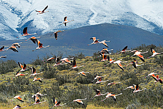 智利红鹤,起飞,托雷德裴恩国家公园,巴塔哥尼亚,智利,南美