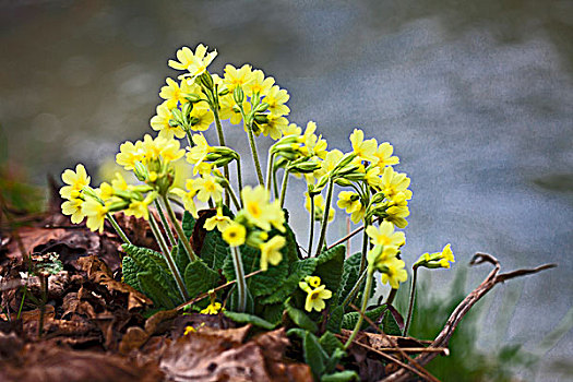 花,春花,樱草花