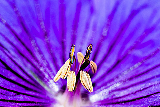 微距,紫花