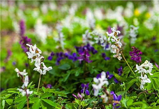 草地,紫堇属,花,不同,彩色